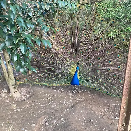 Casa Fontes O Tocano Üdülőpark Valega