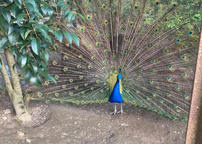 Casa Fontes O Tocano База отдыха *
